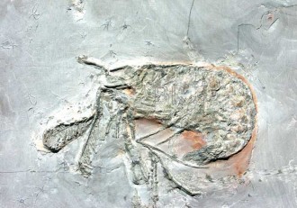 Organismes multicellulaires de plus de 2 milliards dÂ’années.